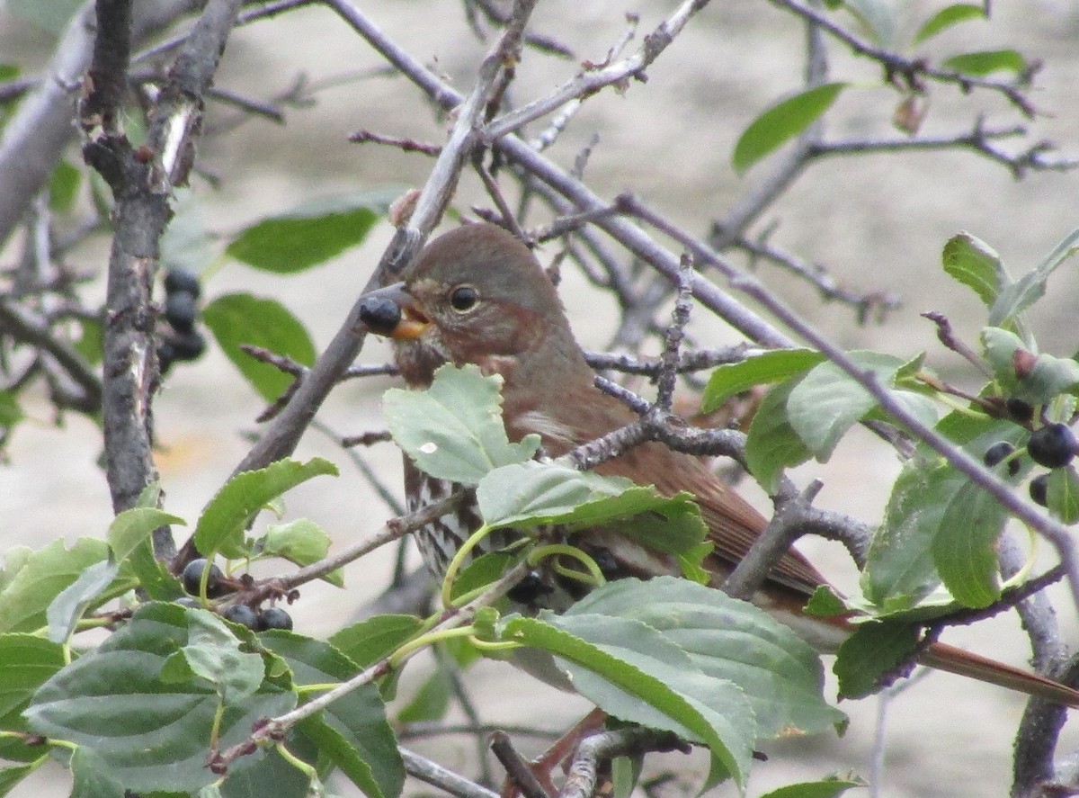Fox Sparrow (Red) - ML267136211