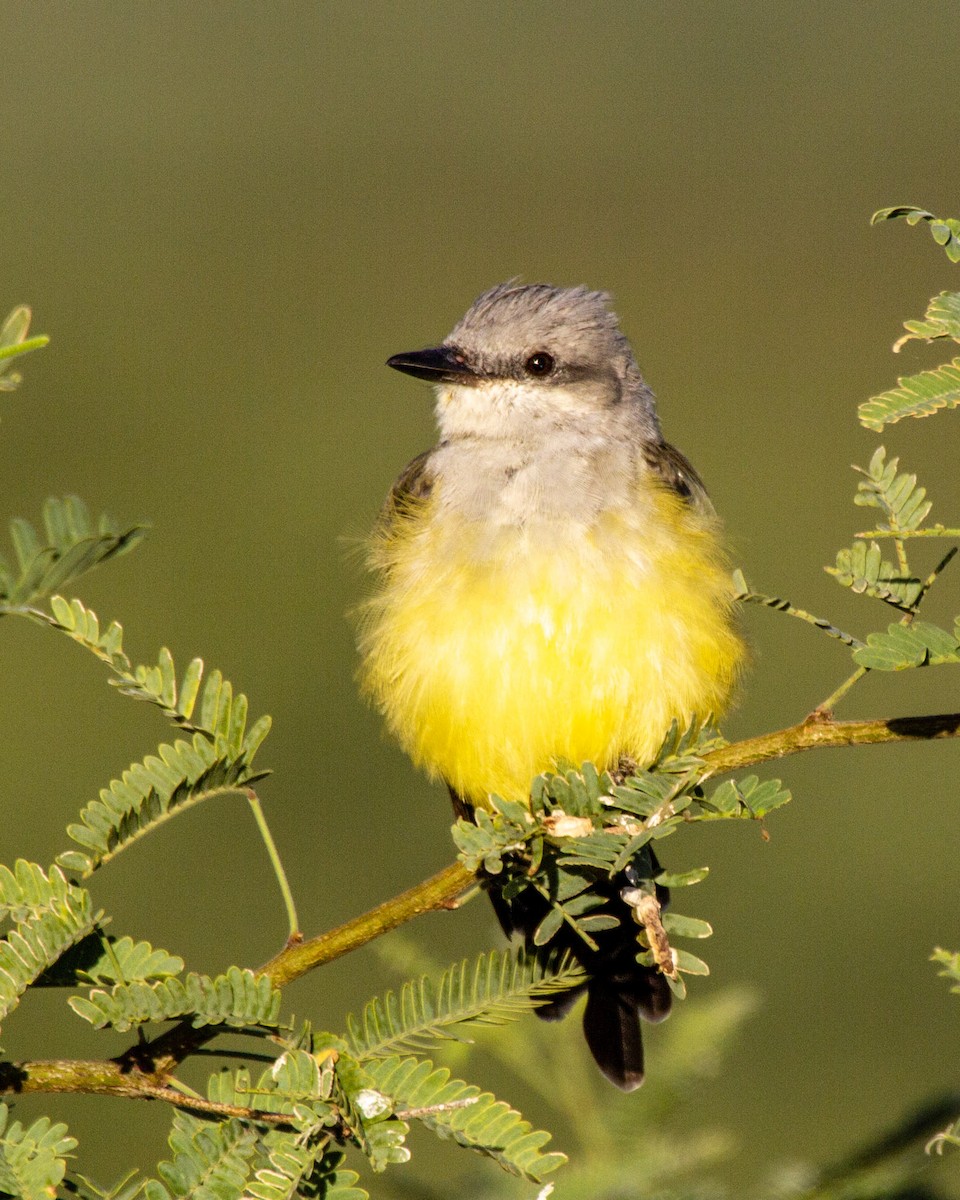 Western Kingbird - Tim Ludwick