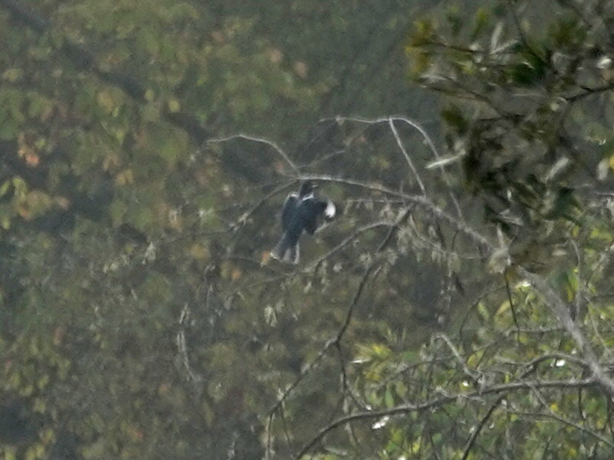 Belted Kingfisher - ML267137971