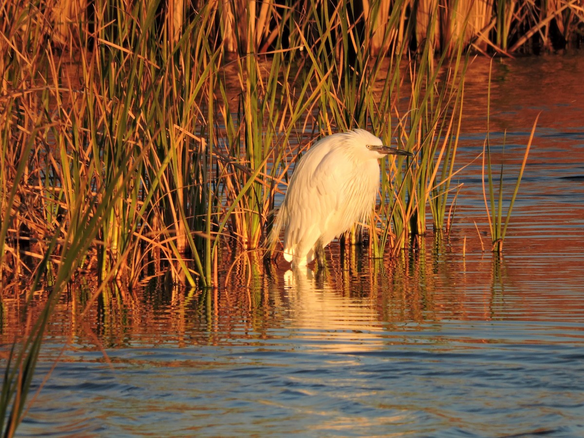 Reddish Egret - ML26713941