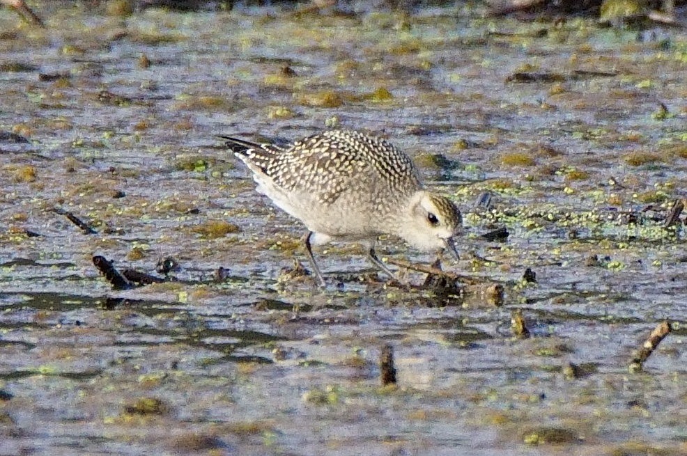 American Golden-Plover - ML267139551