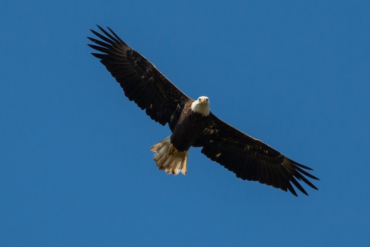 Bald Eagle - ML267140231