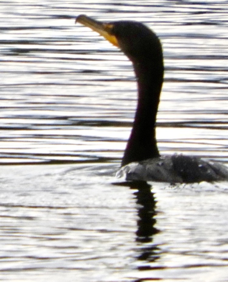 Double-crested Cormorant - ML267140751