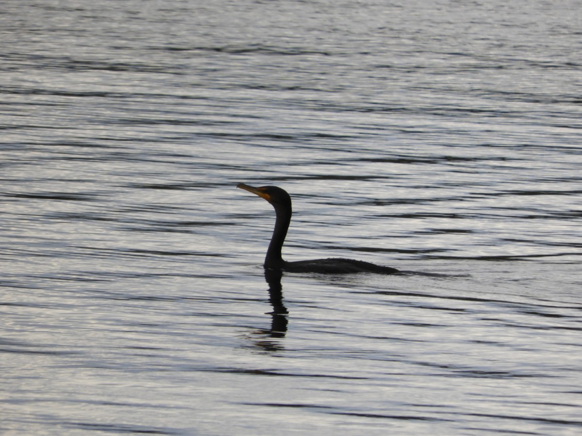 Double-crested Cormorant - ML267140761