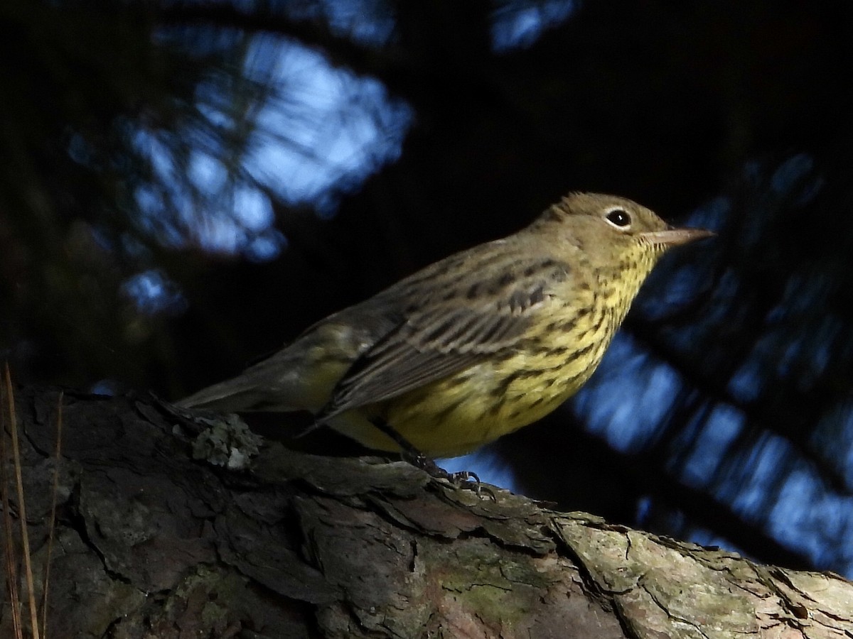 Kirtland's Warbler - ML267140851