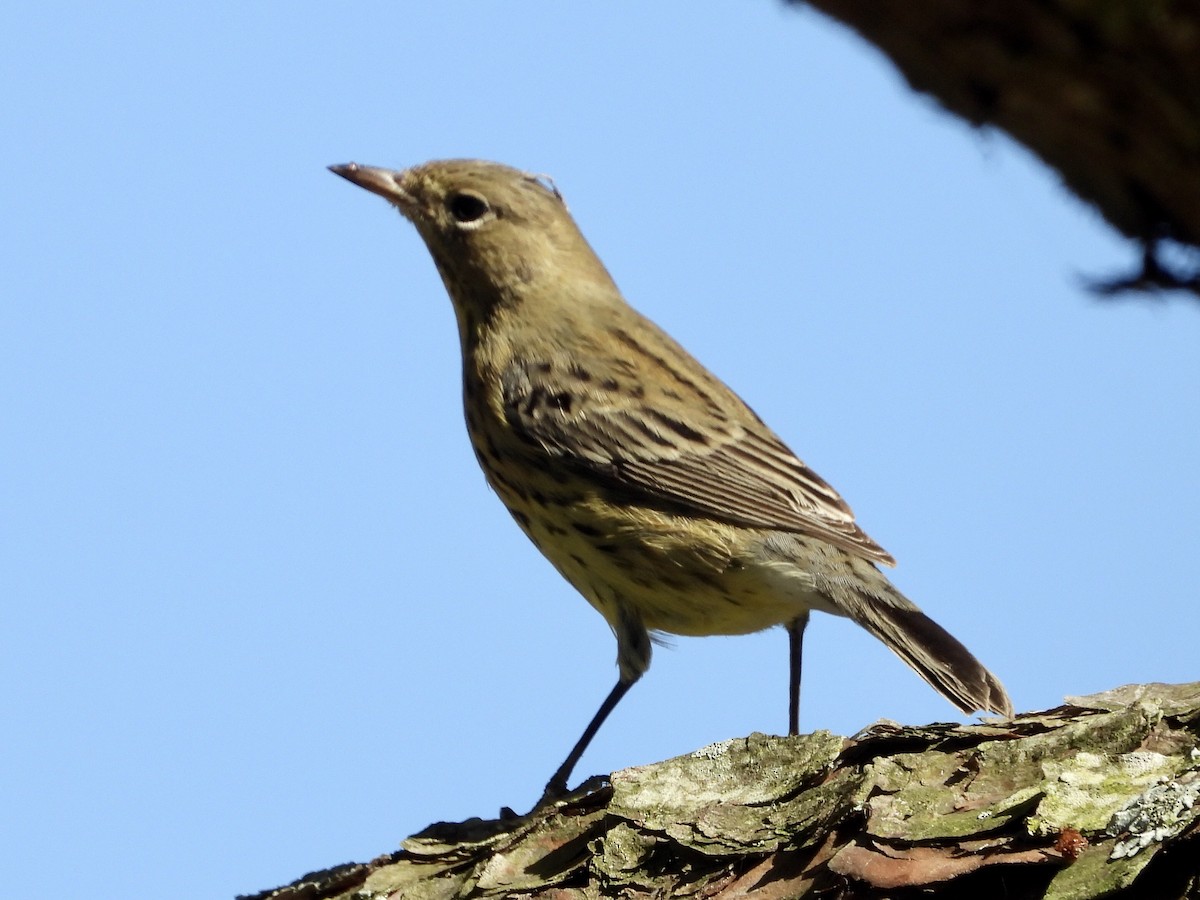 Kirtland's Warbler - ML267140911