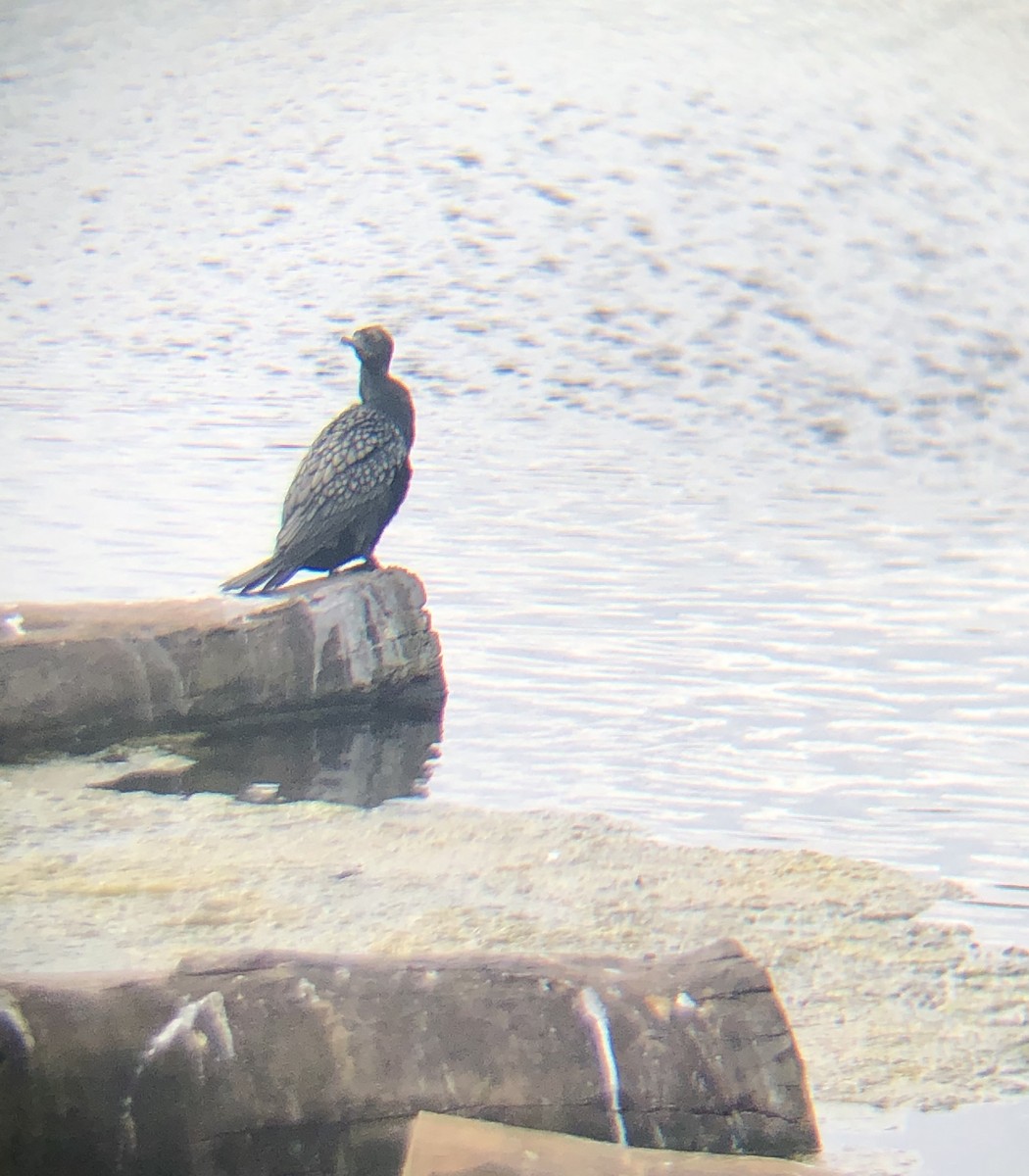 Little Black Cormorant - ML267143701