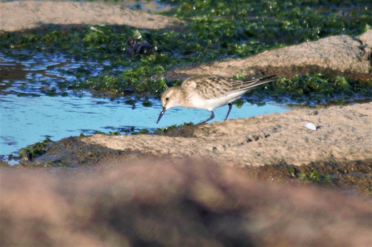 Baird's Sandpiper - ML267144851