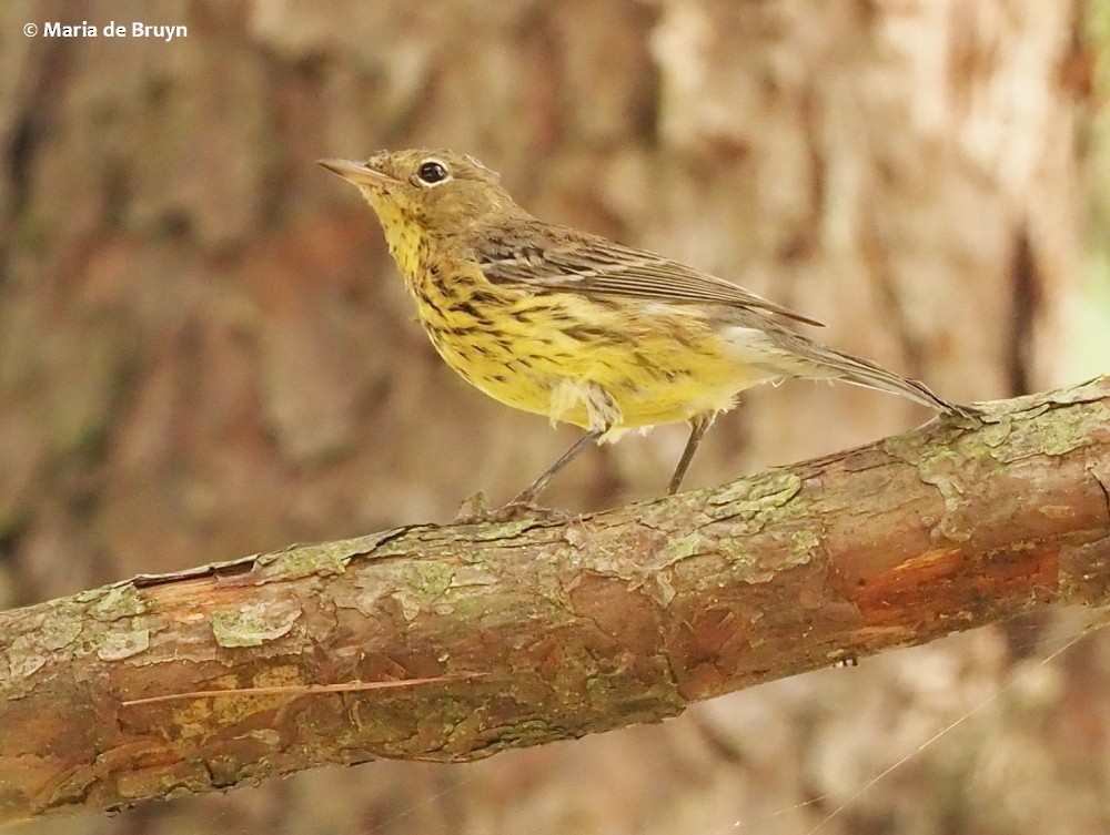 Kirtland's Warbler - ML267145581