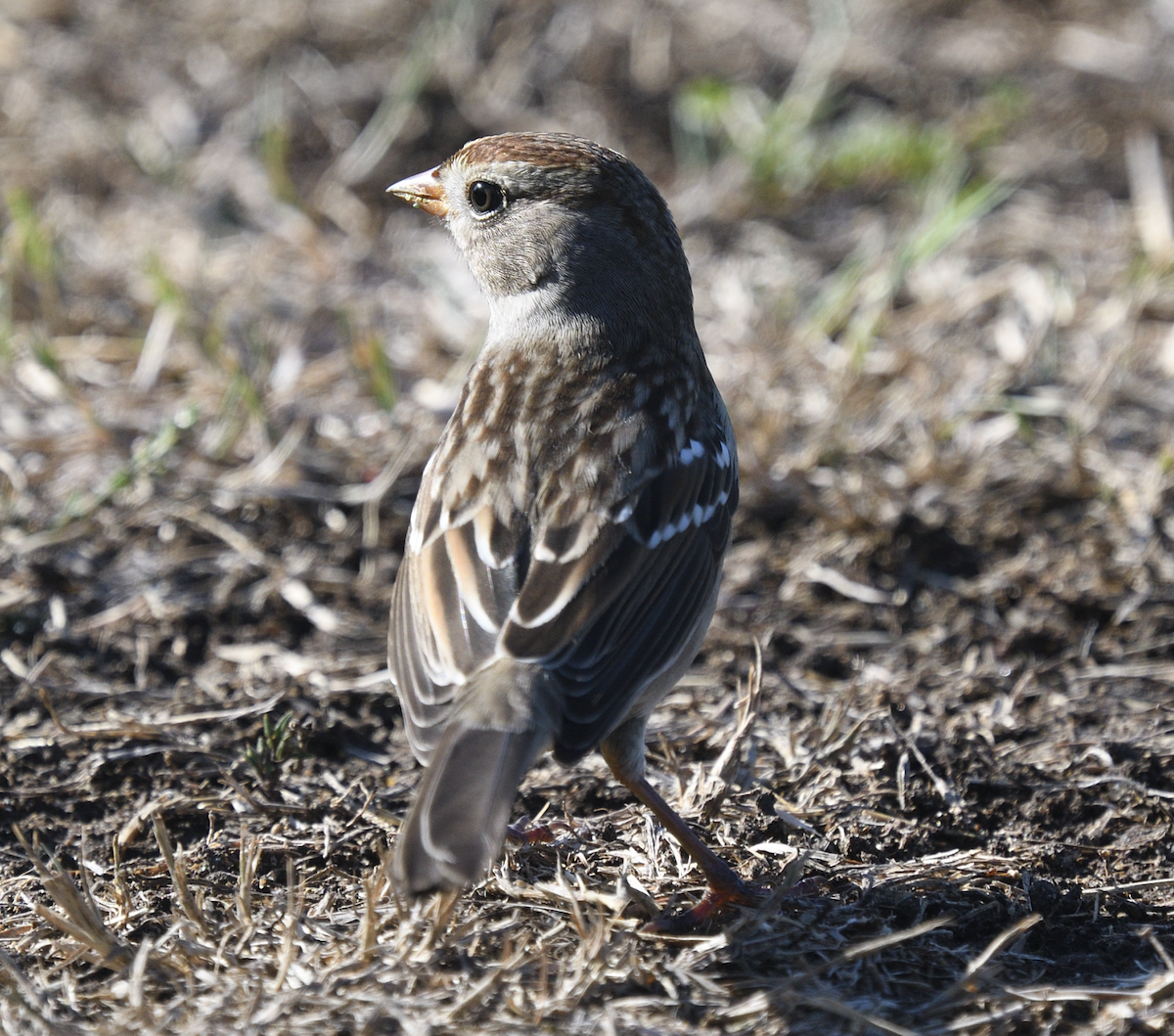 White-crowned Sparrow - Patti Koger