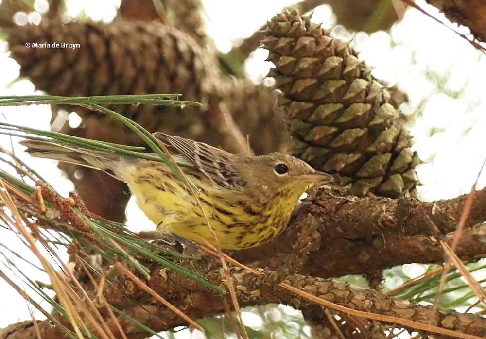 Kirtland's Warbler - ML267145731