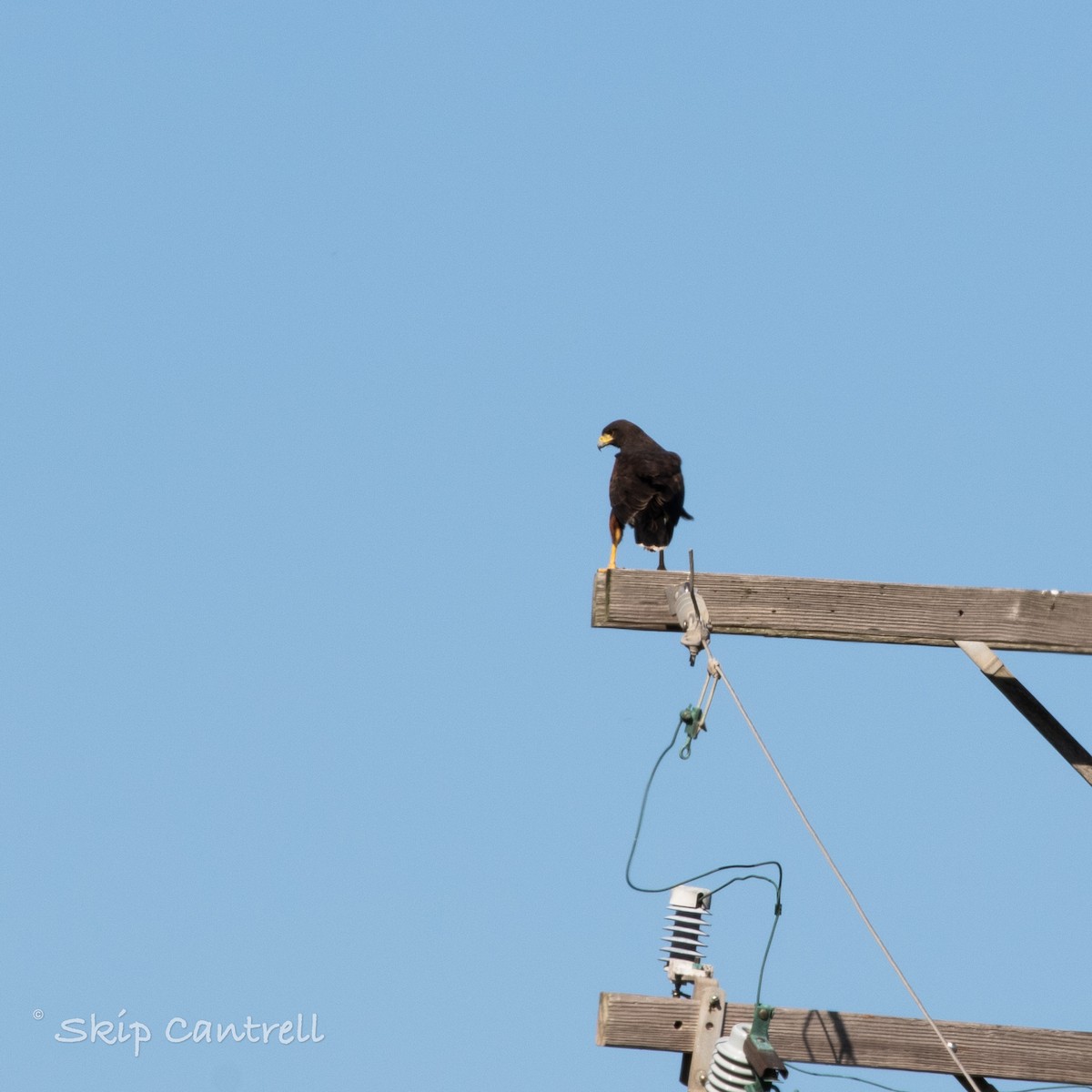 Harris's Hawk - ML267145751