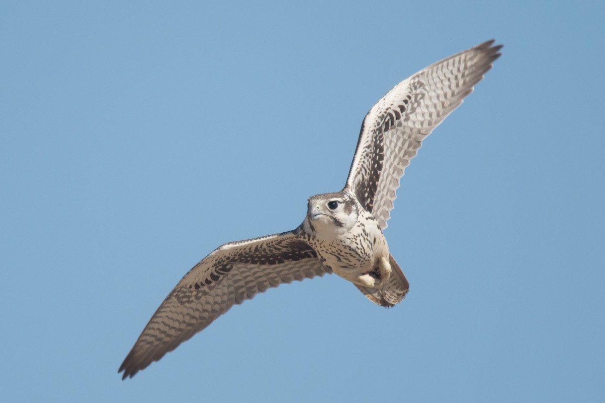 Prairie Falcon - ML267147051