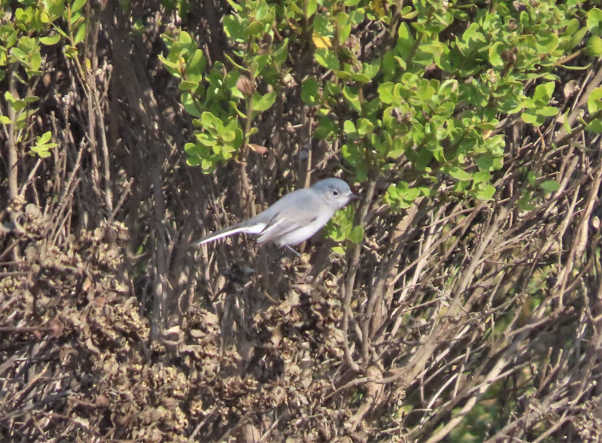 Blue-gray Gnatcatcher - ML267147161