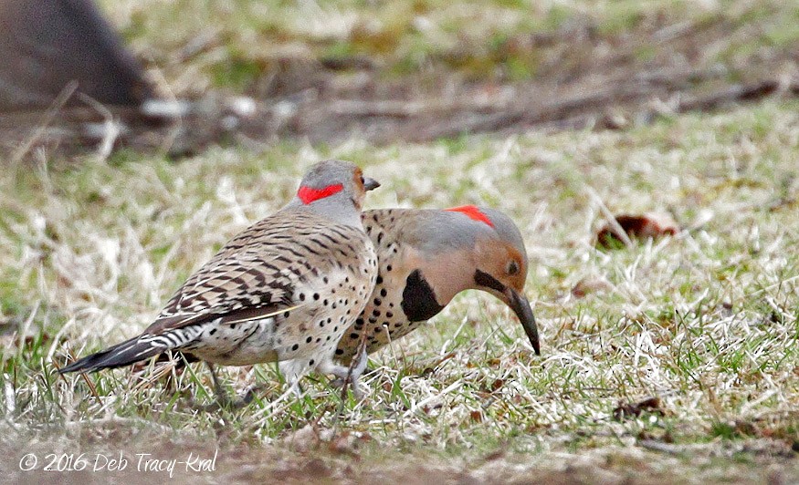 Northern Flicker - Deborah Kral