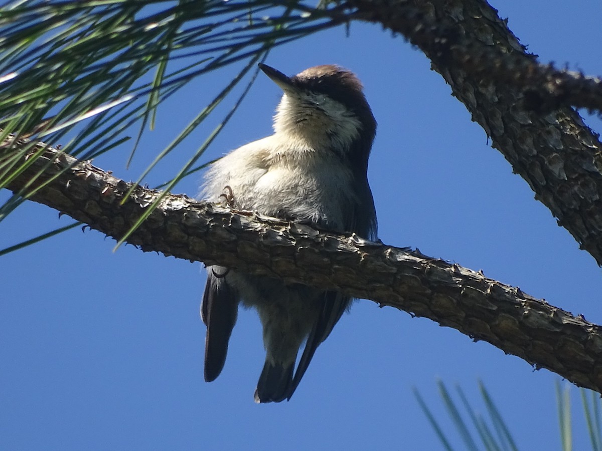 Brown-headed Nuthatch - ML267150721