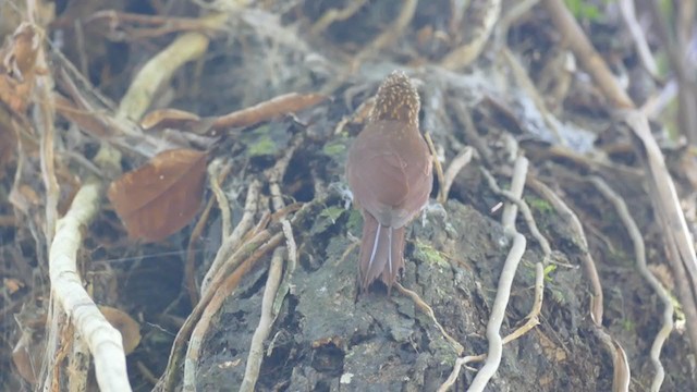 Zimmer's Woodcreeper - ML267151331