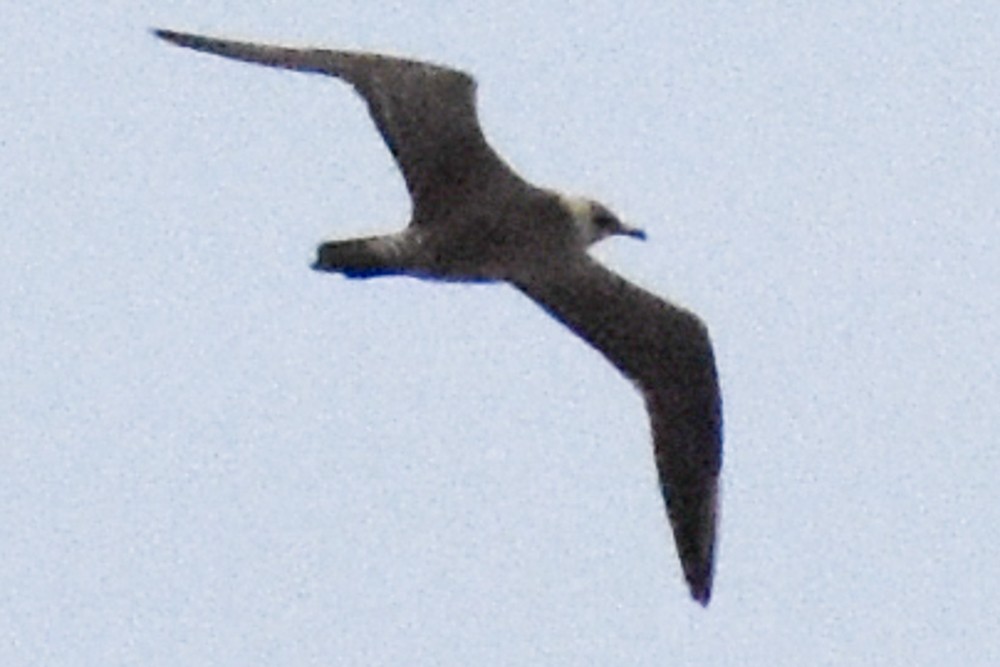 Long-tailed Jaeger - josh Ketry