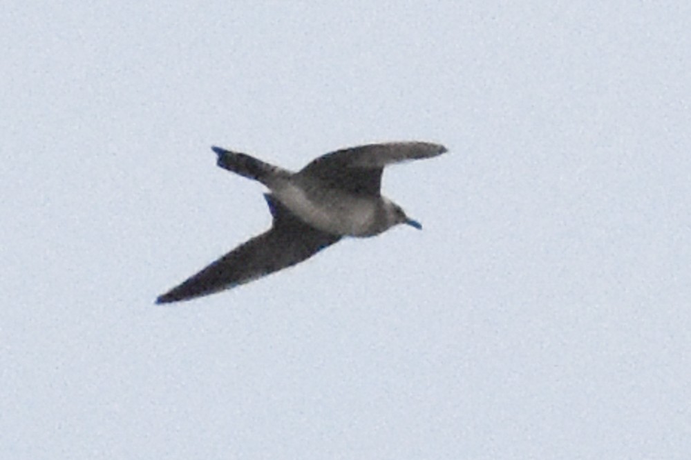 Long-tailed Jaeger - josh Ketry