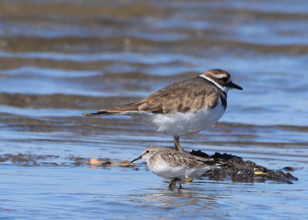 Least Sandpiper - Susan Rosine