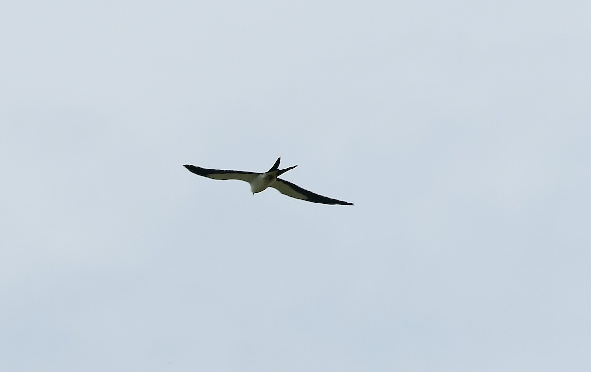 Swallow-tailed Kite - ML267159191