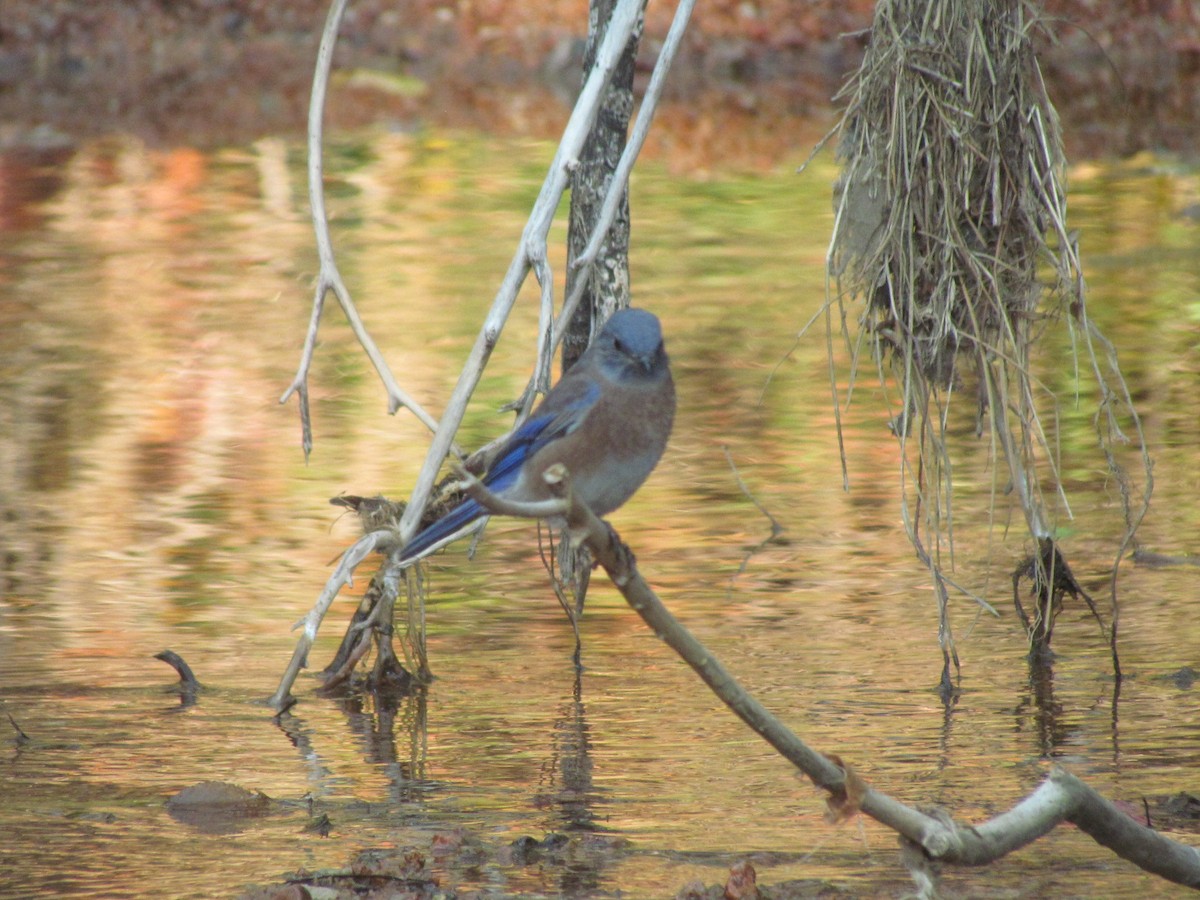 Western Bluebird - ML267159671