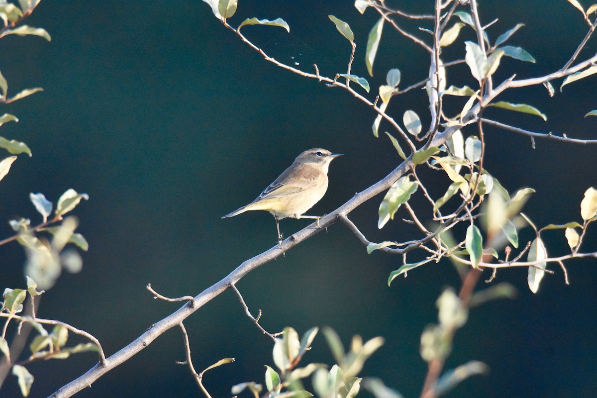 Palm Warbler - Diana Stephens