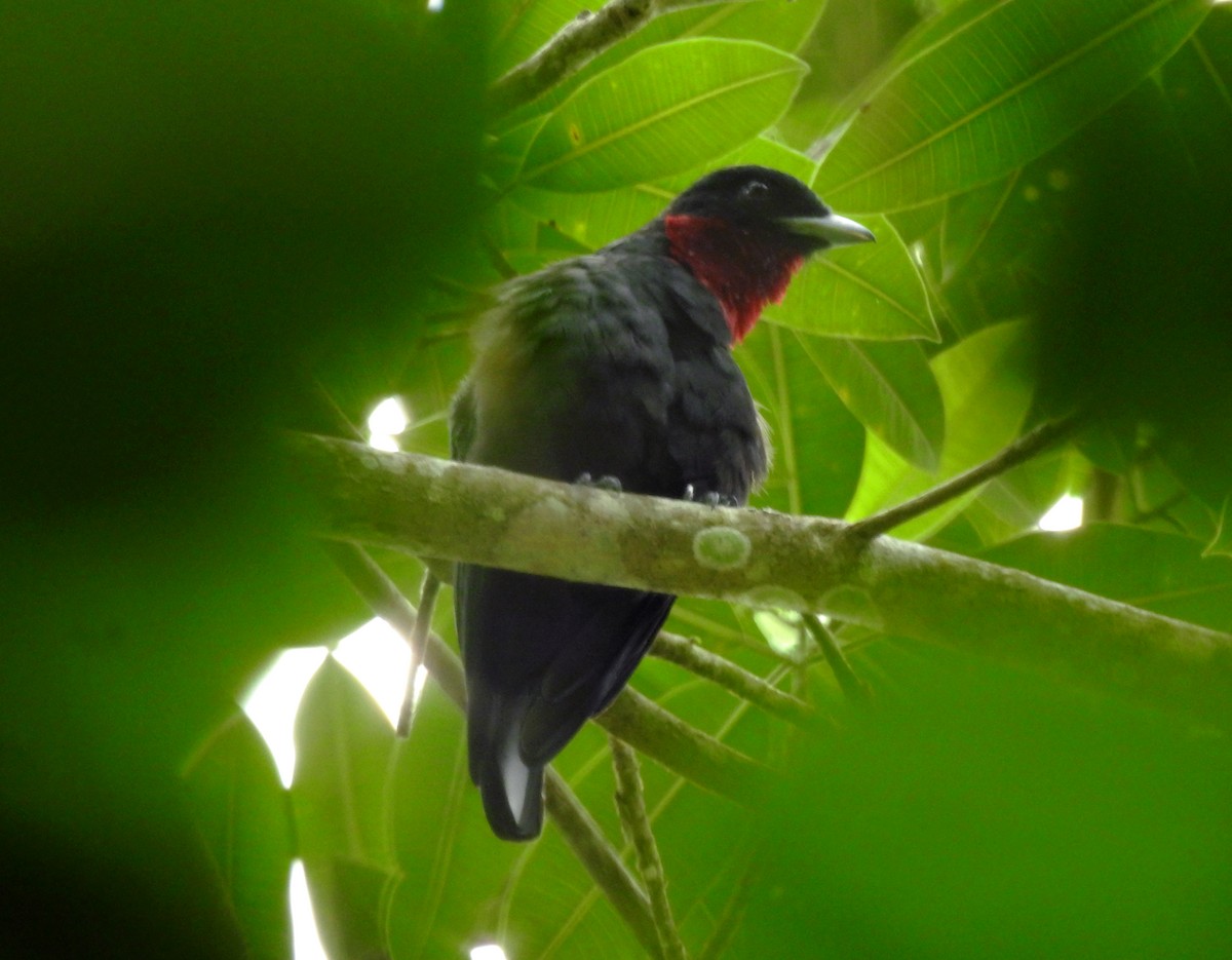 Purple-throated Fruitcrow - ML267164251