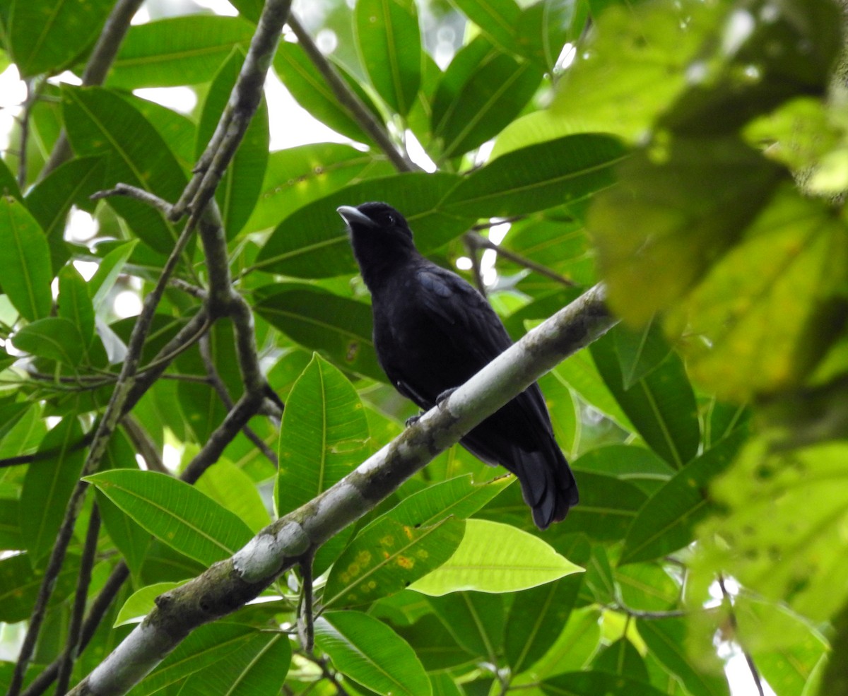 Purple-throated Fruitcrow - ML267164451