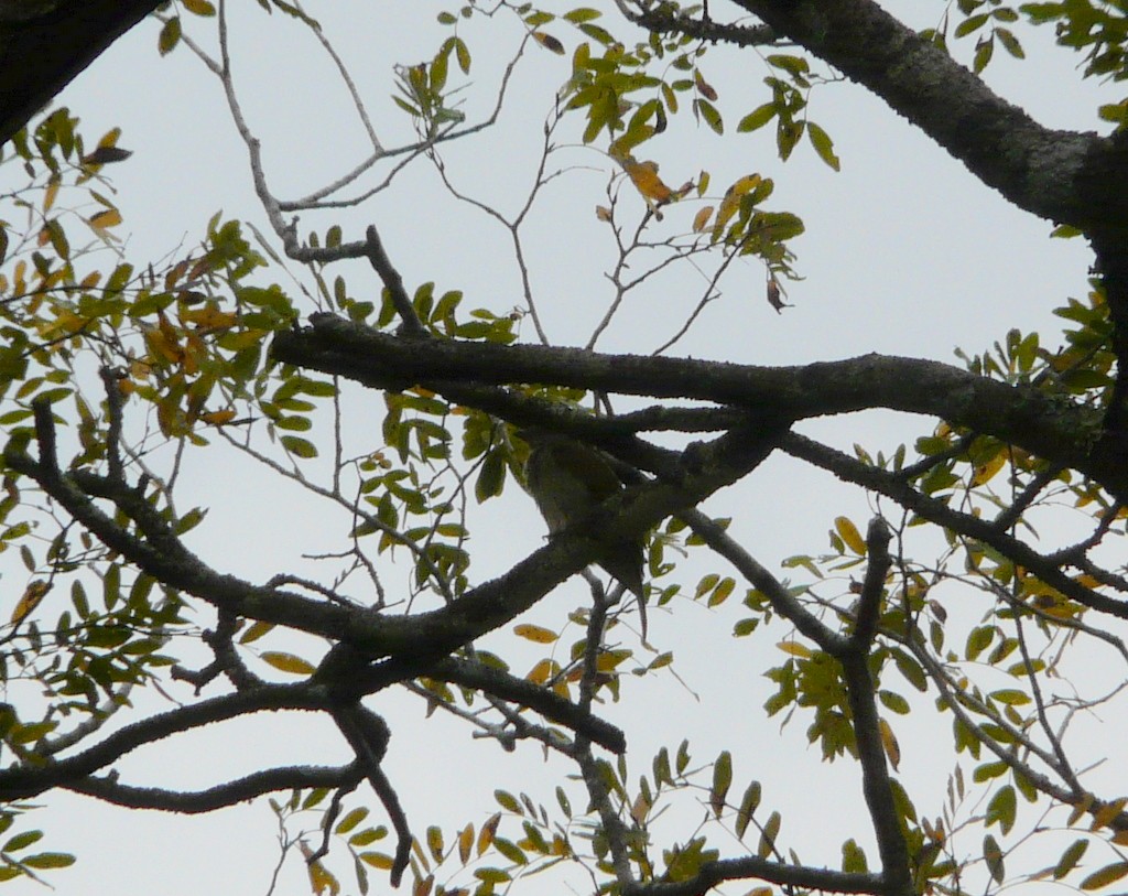 Scaly-throated Honeyguide - ML26716471