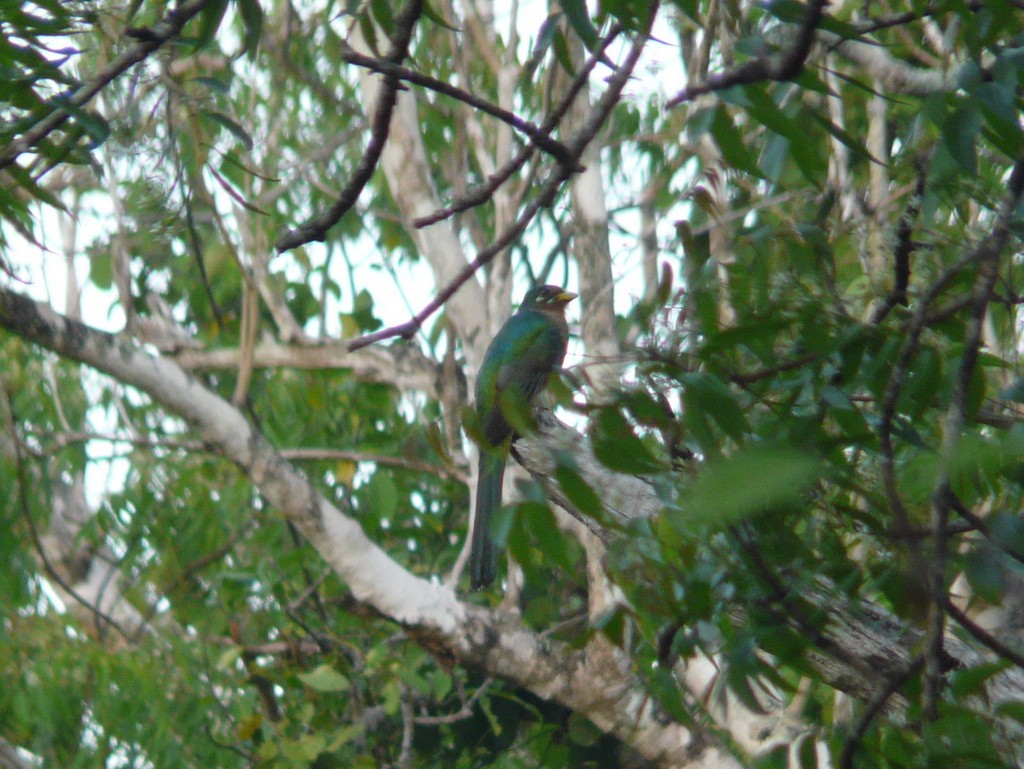 trogon africký - ML26716521