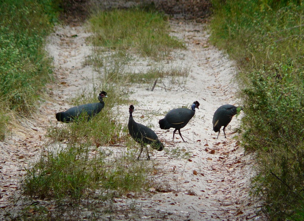 Eastern Crested Guineafowl - ML26716551