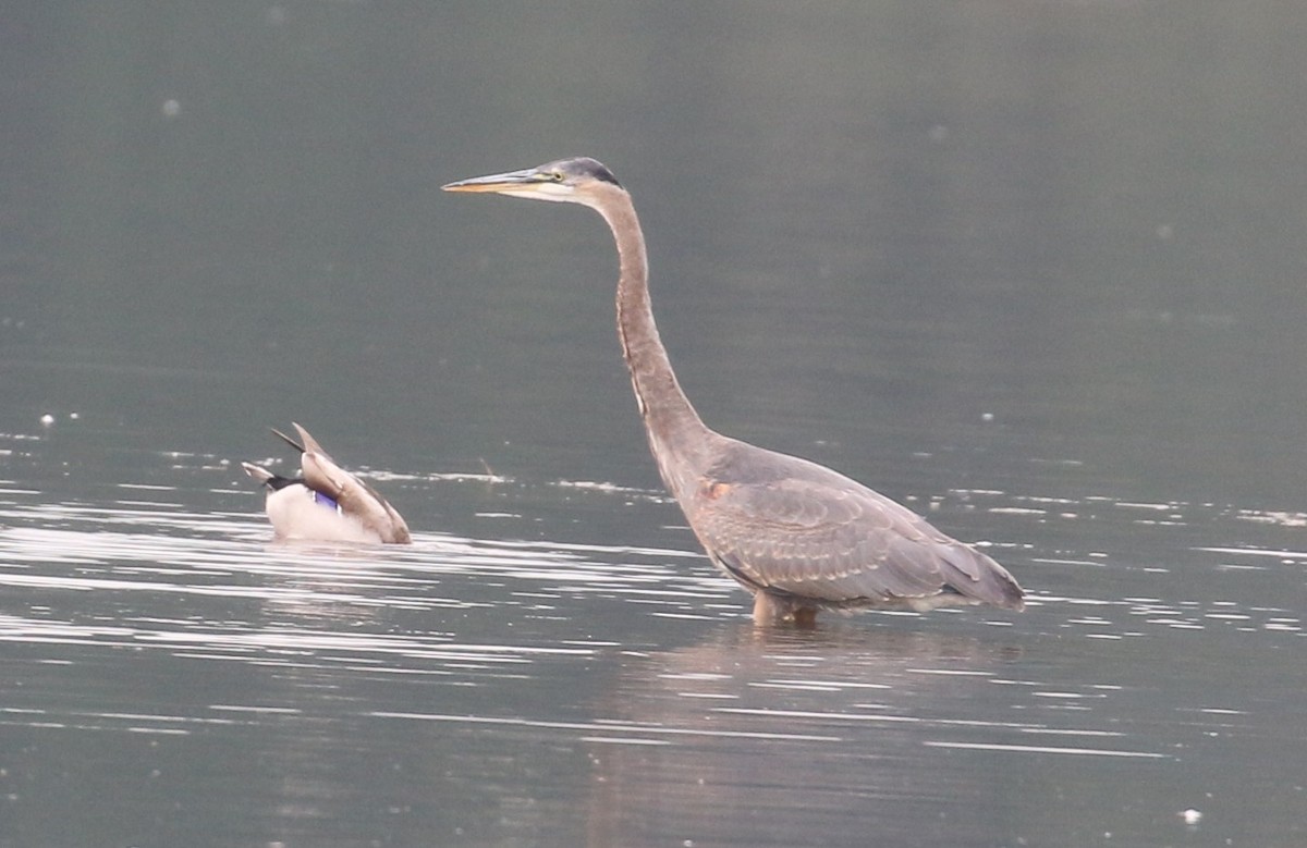 Great Blue Heron - Lindsey Mitchell