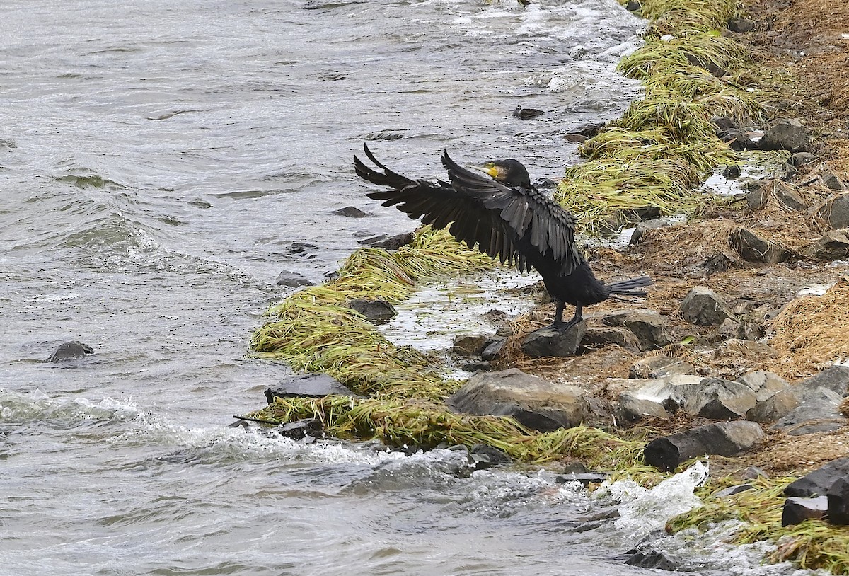 Great Cormorant - Gary & Robyn Wilson