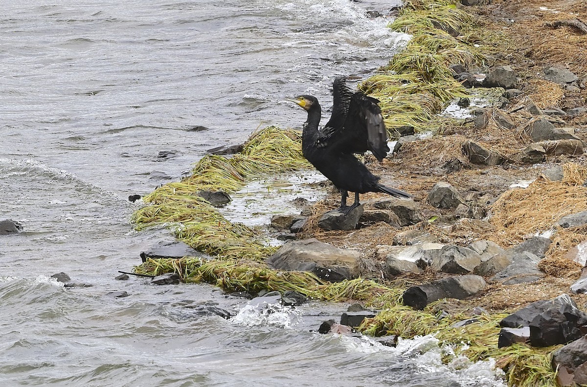 Great Cormorant - Gary & Robyn Wilson