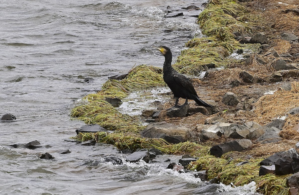 Great Cormorant - Gary & Robyn Wilson