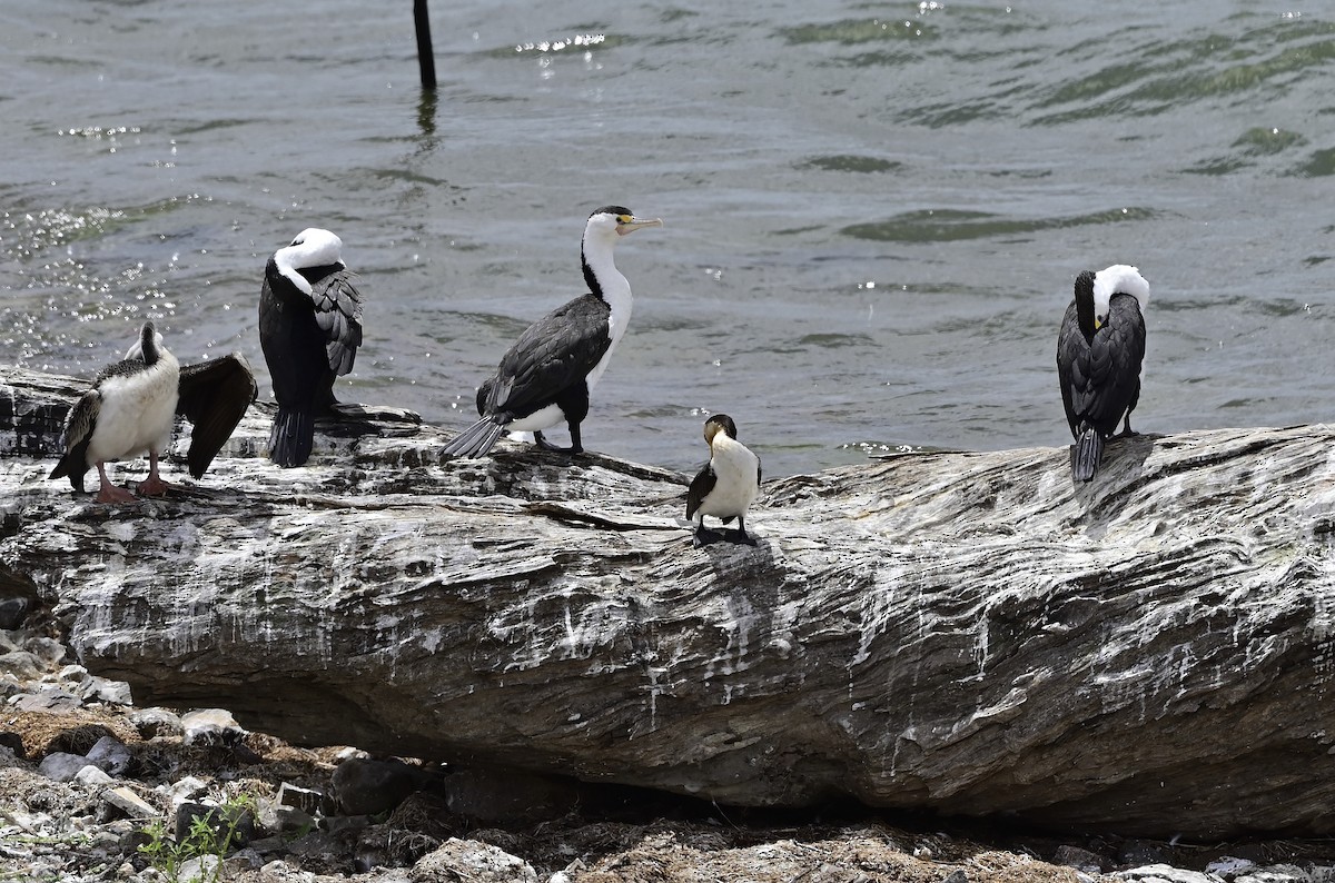 Pied Cormorant - Gary & Robyn Wilson