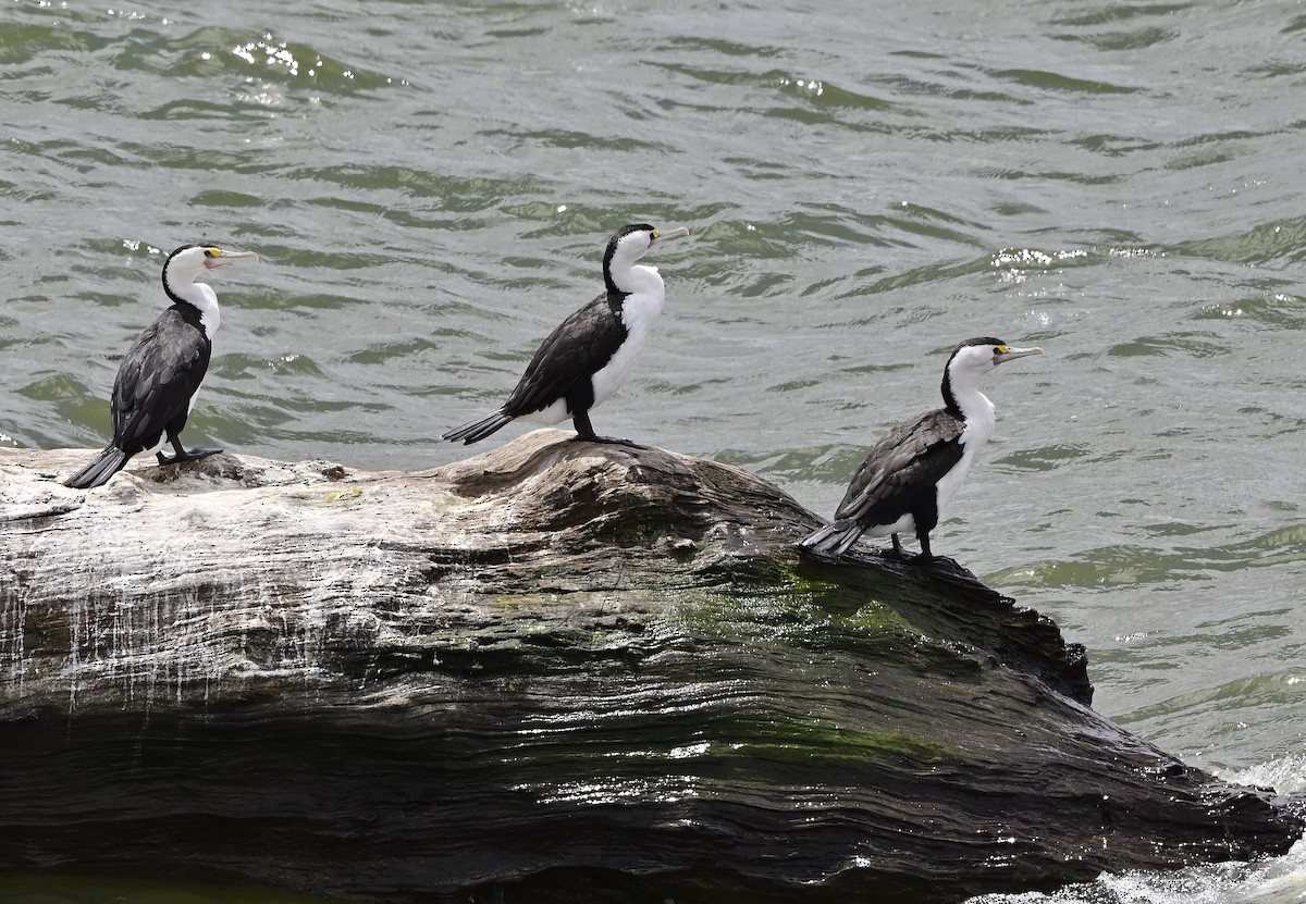 Pied Cormorant - ML267166021