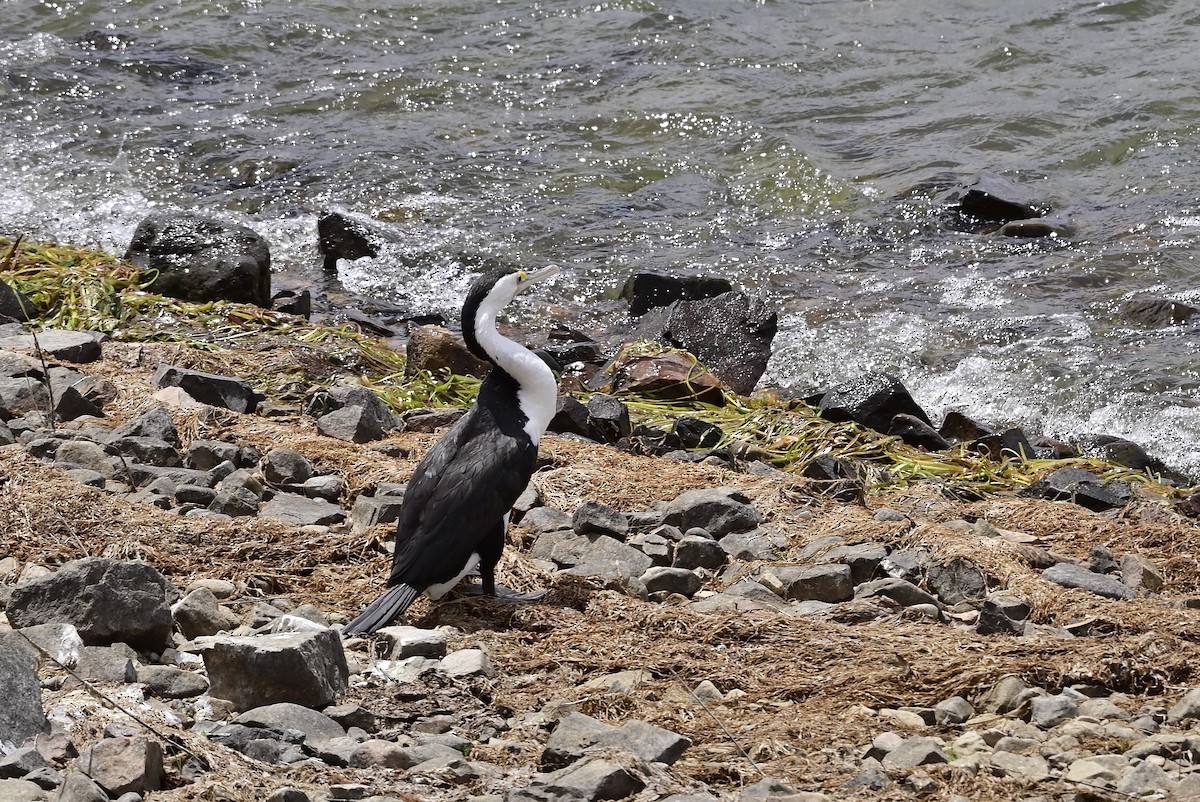 Pied Cormorant - Gary & Robyn Wilson