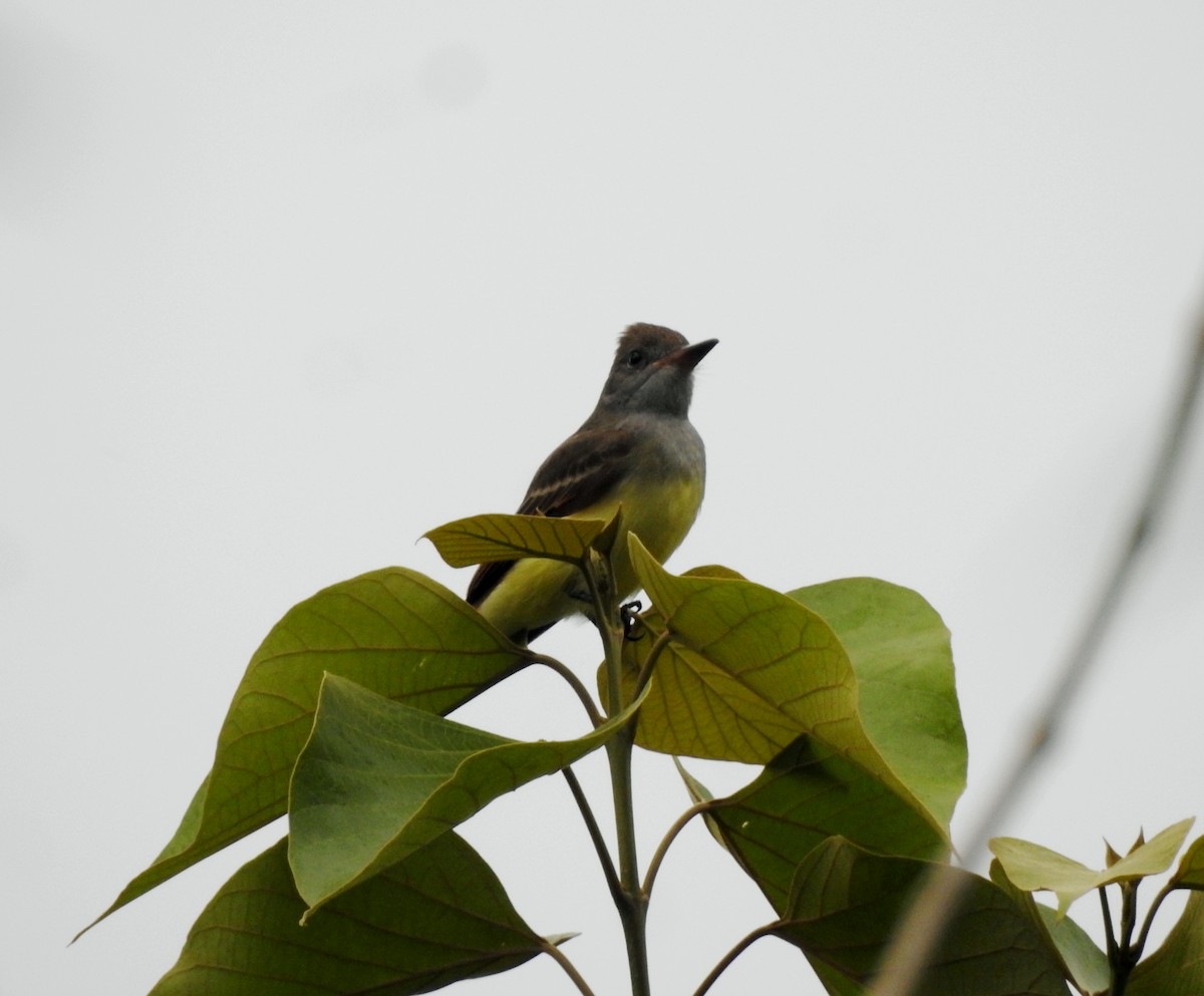 Great Crested Flycatcher - ML267166041