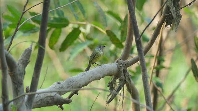 Spotted Tody-Flycatcher - ML267166111