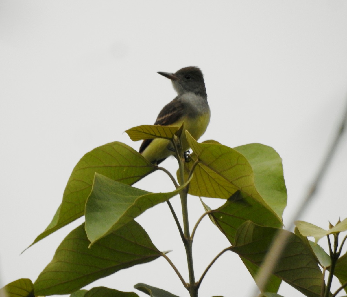 Great Crested Flycatcher - ML267166141