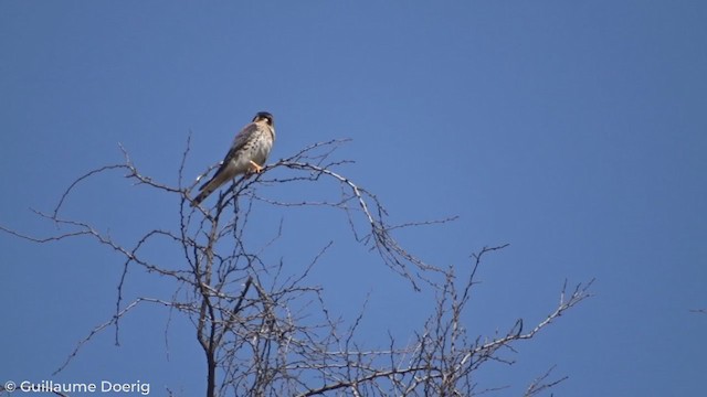 アメリカチョウゲンボウ - ML267166151