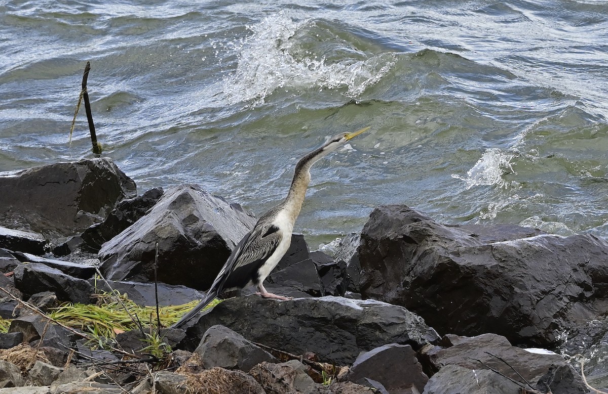 Australasian Darter - Gary & Robyn Wilson