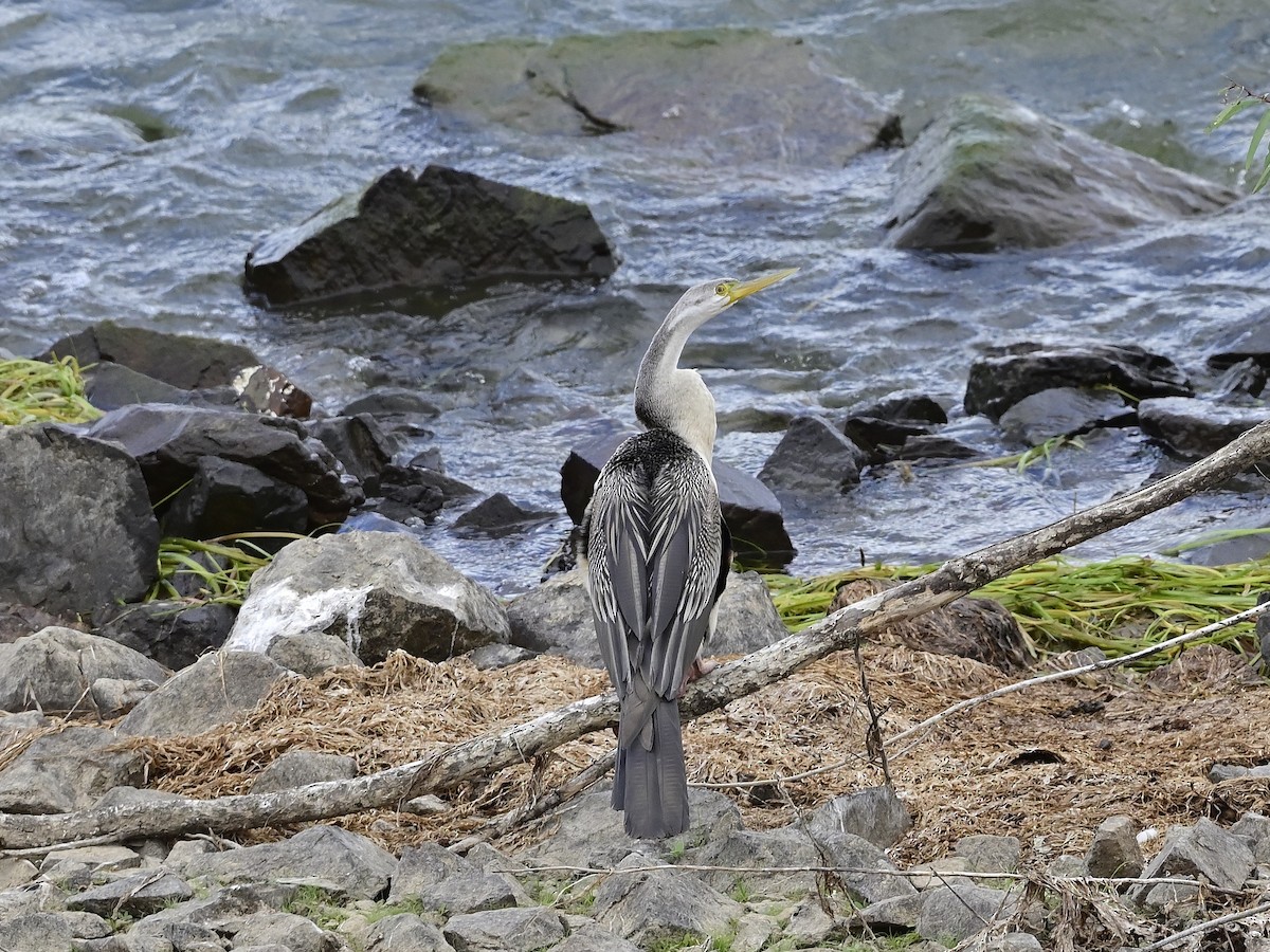 Austral-Schlangenhalsvogel - ML267166231