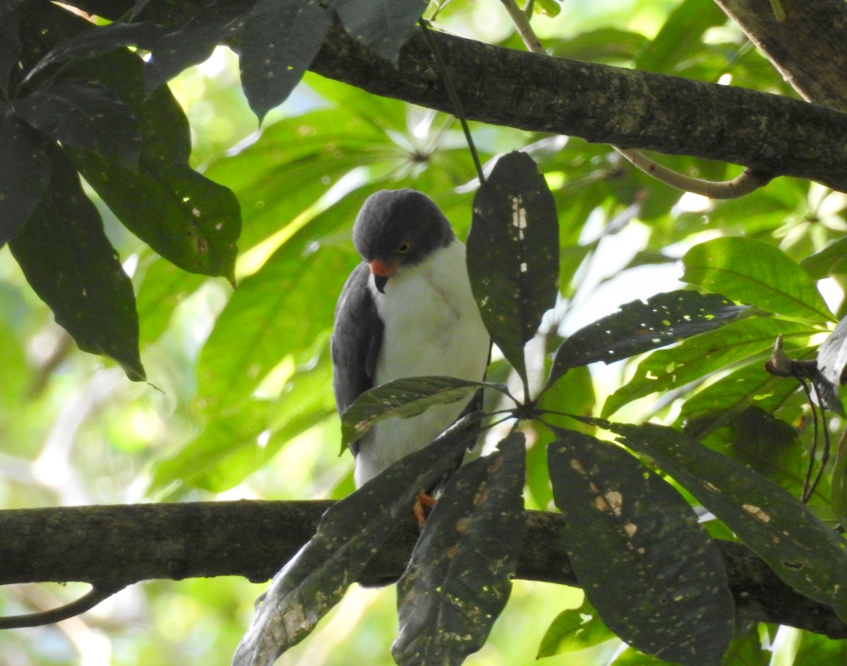 Semiplumbeous Hawk - ML267167391