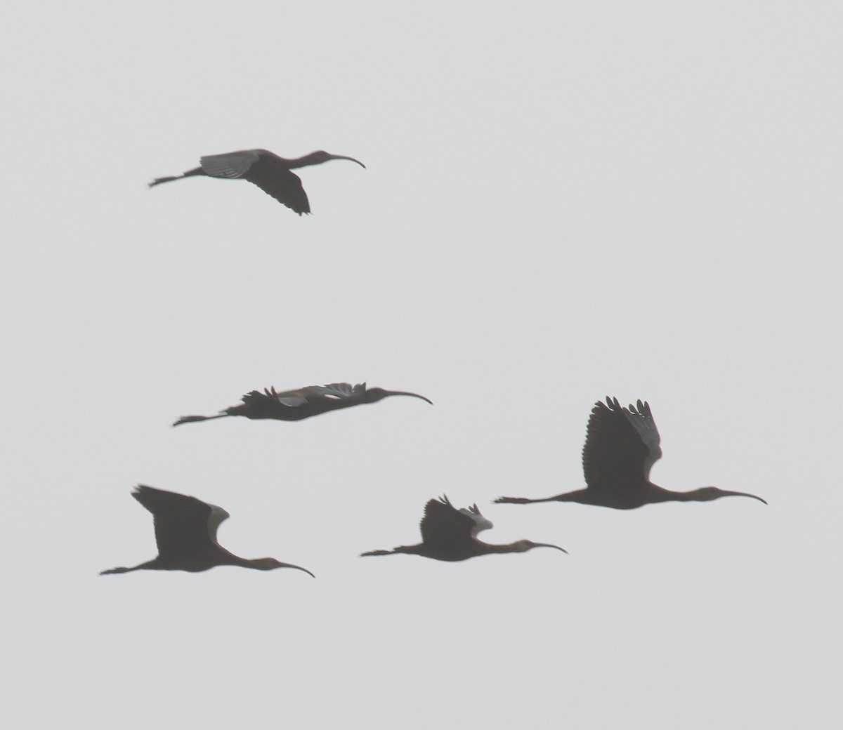 White-faced Ibis - ML267168101