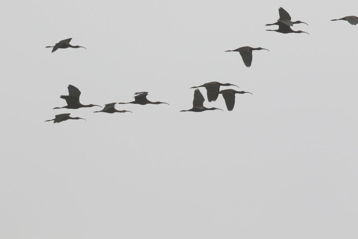 White-faced Ibis - ML267168241