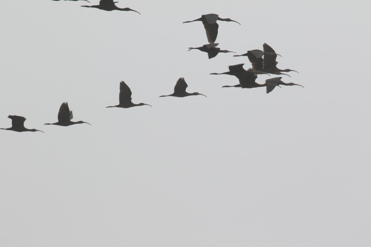 White-faced Ibis - Anonymous