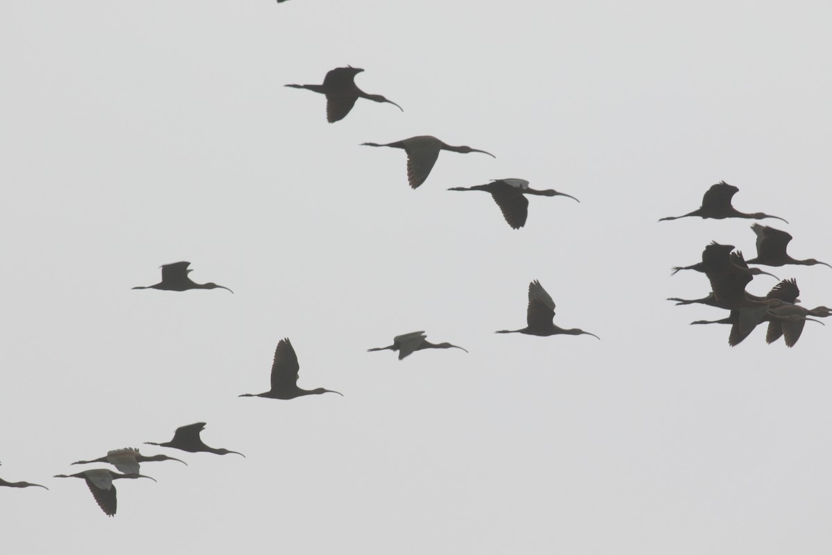 White-faced Ibis - ML267168271